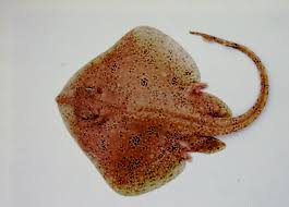 Image result for Leucoraja ocellata