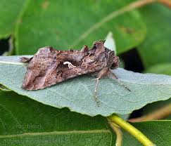 Attēlu rezultāti vaicājumam “Autographa gamma”