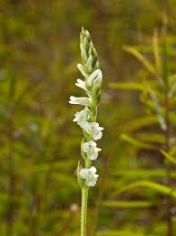 Attēlu rezultāti vaicājumam “Trichia scabra sessile”