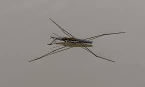 Attēlu rezultāti vaicājumam “Aquarius najas”