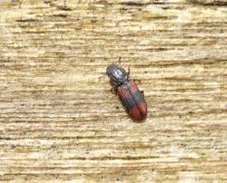 Attēlu rezultāti vaicājumam “Bitoma crenata”