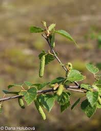 Attēlu rezultāti vaicājumam “Betula pubescens”