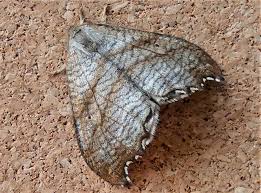 Attēlu rezultāti vaicājumam “Falcaria lacertinaria”