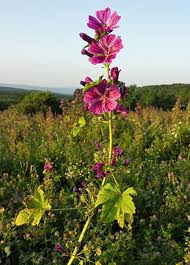 Image result for Malva sylvestris var. mauritiana