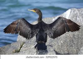 Image result for Phalacrocorax auritus