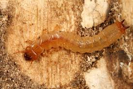 Attēlu rezultāti vaicājumam “Pyrochroidae larva”