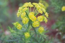 Attēlu rezultāti vaicājumam “Euphorbia cyparissias flower”