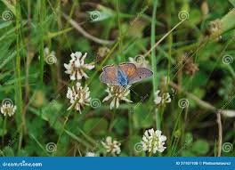 Attēlu rezultāti vaicājumam “Lycaena alciphron underside”