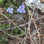 Attēlu rezultāti vaicājumam “Viola rupestris flower”