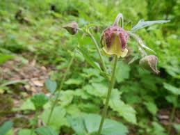 Attēlu rezultāti vaicājumam “Galium rivale flower”