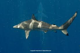 Image result for Carcharhinus brevipinna
