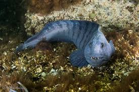 Image result for Anarhichas lupus