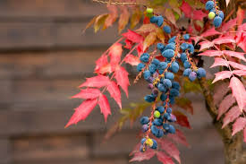 Attēlu rezultāti vaicājumam “Mahonia aquifolium fruit”