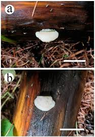 Attēlu rezultāti vaicājumam “Postia rennyi”