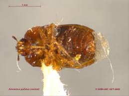 Attēlu rezultāti vaicājumam “Cydnidae”