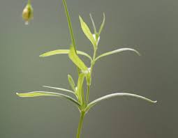 Attēlu rezultāti vaicājumam “Stellaria longifolia”