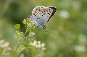Attēlu rezultāti vaicājumam “Aricia artaxerxes”