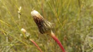 Attēlu rezultāti vaicājumam “Hypochaeris maculata”