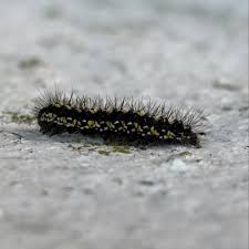 Attēlu rezultāti vaicājumam “Acronicta rumicis larva”