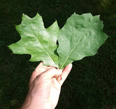 Attēlu rezultāti vaicājumam “Quercus rubra leaf”