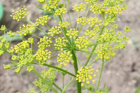 Image result for Pastinake