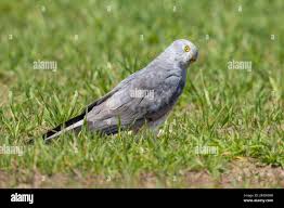 Attēlu rezultāti vaicājumam “Circus pygargus adult”