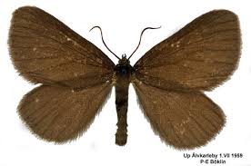 Attēlu rezultāti vaicājumam “Odezia atrata”