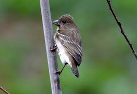 Attēlu rezultāti vaicājumam “Carpodacus erythrinus adult”