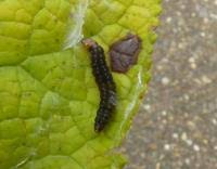 Attēlu rezultāti vaicājumam “Aphelia paleana larva”