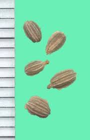 Attēlu rezultāti vaicājumam “Daucus sativus”