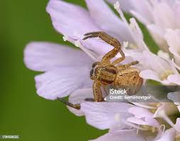 Attēlu rezultāti vaicājumam “Xysticus bifasciatus”