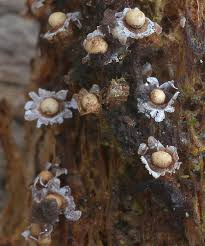 Attēlu rezultāti vaicājumam “Diderma rufostriatum”