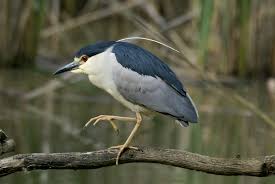 Attēlu rezultāti vaicājumam “Nycticorax nycticorax”