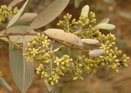 Attēlu rezultāti vaicājumam “Santalaceae”