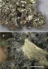 Attēlu rezultāti vaicājumam “Leptogium lichenoides”