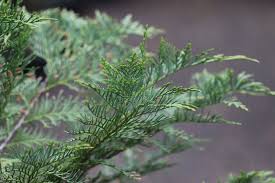 Attēlu rezultāti vaicājumam “Chamaecyparis lawsoniana”