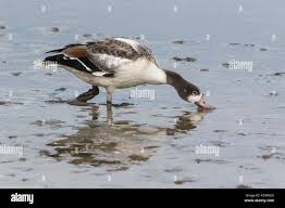 Attēlu rezultāti vaicājumam “Tadorna tadorna juvenile”