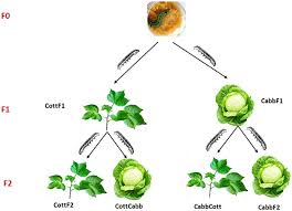 Attēlu rezultāti vaicājumam “Retinia resinella pupa”