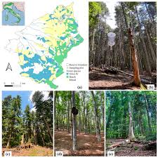 Attēlu rezultāti vaicājumam “Diaperis boleti nest”