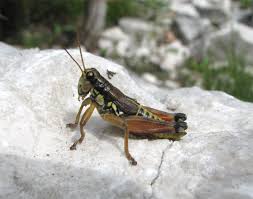 Attēlu rezultāti vaicājumam “Podisma pedestris”