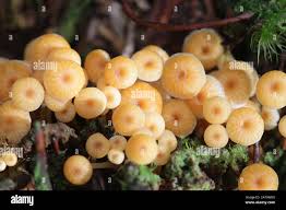 Attēlu rezultāti vaicājumam “Xeromphalina campanella”