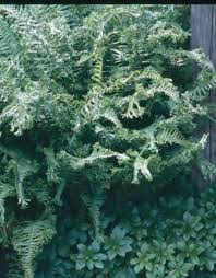 Attēlu rezultāti vaicājumam “Cribraria costata stalked”