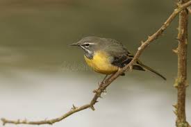 Attēlu rezultāti vaicājumam “Motacilla cinerea”