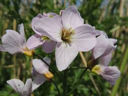 Attēlu rezultāti vaicājumam “Cardamine amara flower”
