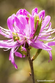 Attēlu rezultāti vaicājumam “Rhododendron canadense”
