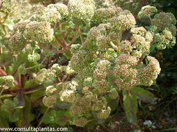 Attēlu rezultāti vaicājumam “Hylotelephium maximum flower”
