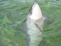 Image result for Phocoena phocoena
