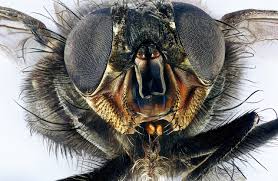 Attēlu rezultāti vaicājumam “Diachea muscorum macro”