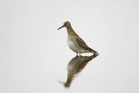 Image result for Calidris melanotos