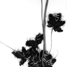 Attēlu rezultāti vaicājumam “Bolboschoenus maritimus flower”